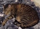 Big Tabby Cat Blog #1
