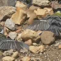 Photographs of Summer