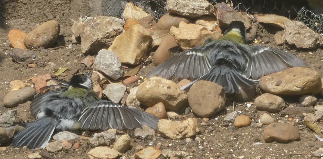 P1000777.jpg