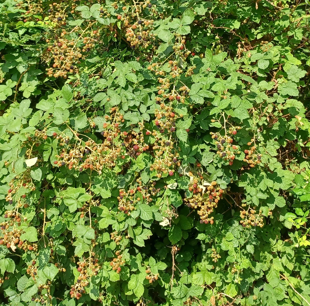 Brambles.jpg