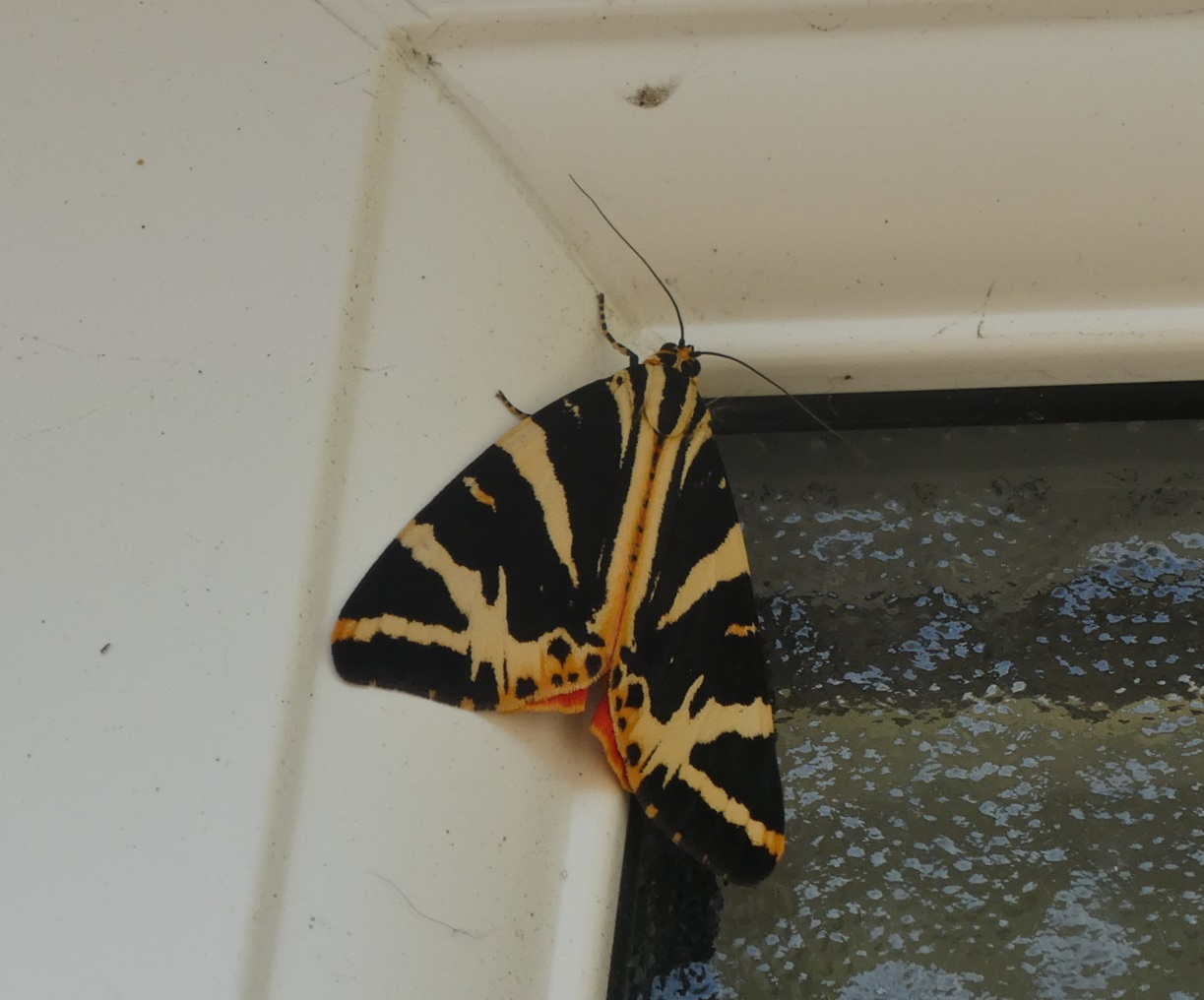 P1000791.jpg