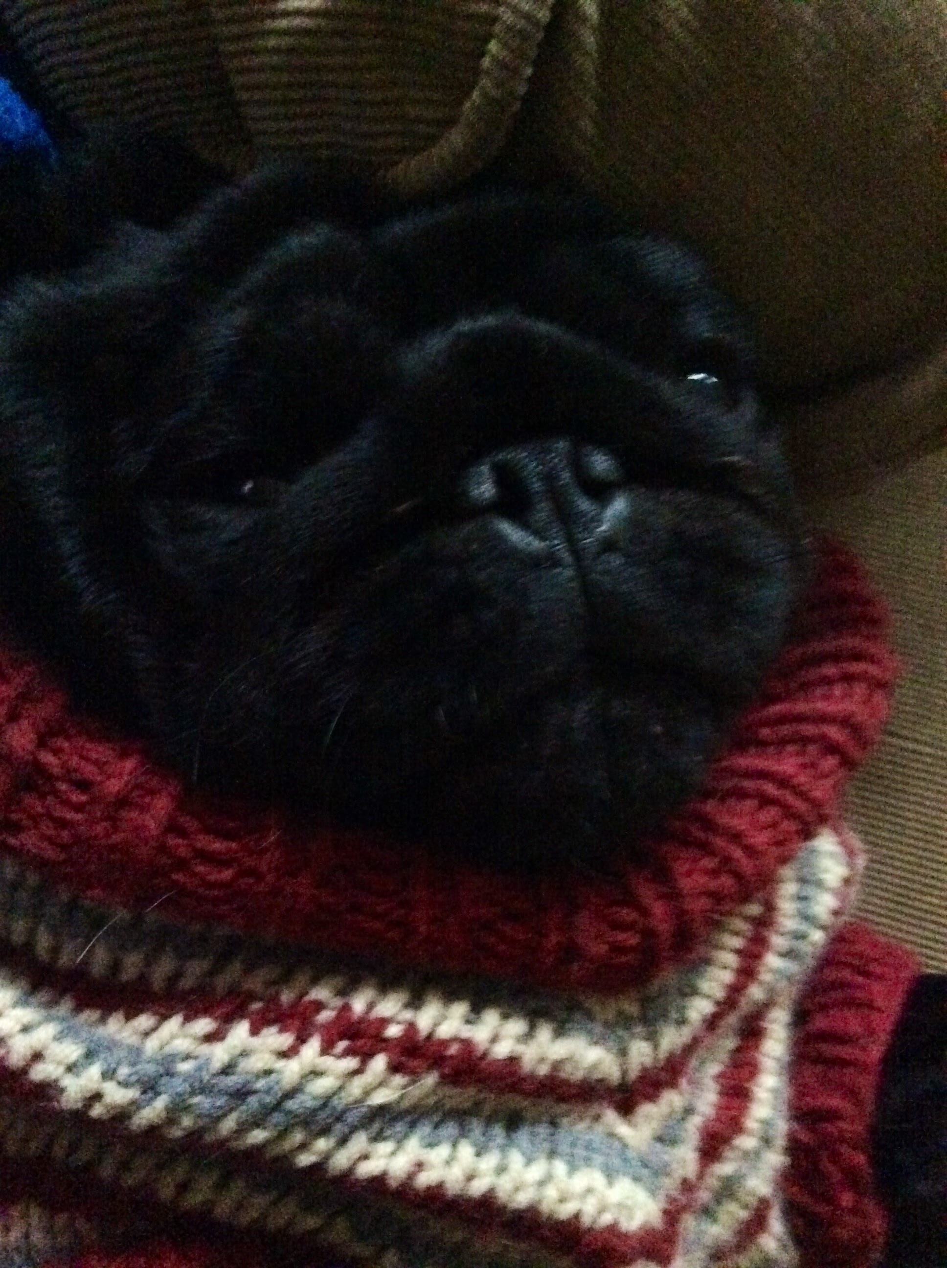 Cute pugs