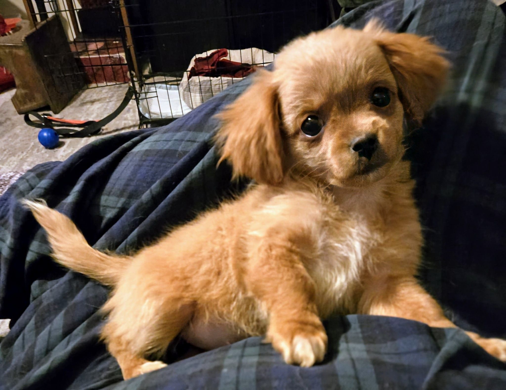 GINGER.jpg