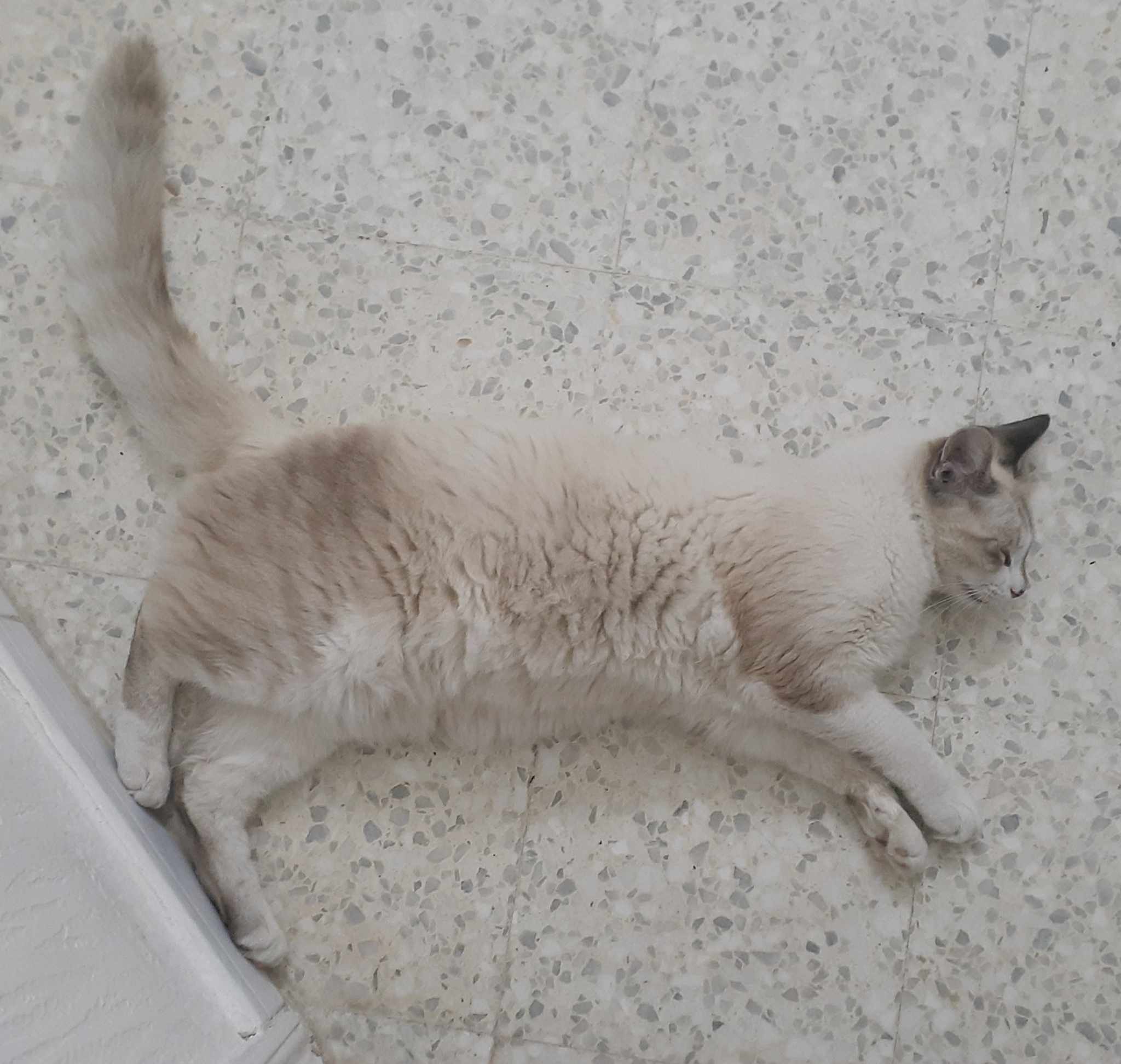 fat