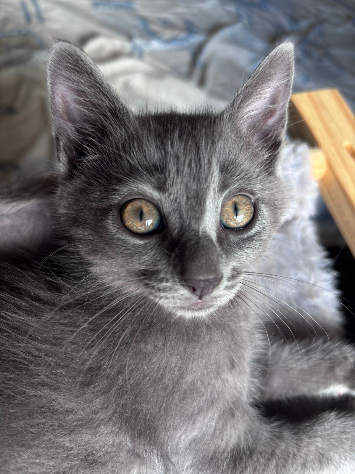 Gatinho Tomas