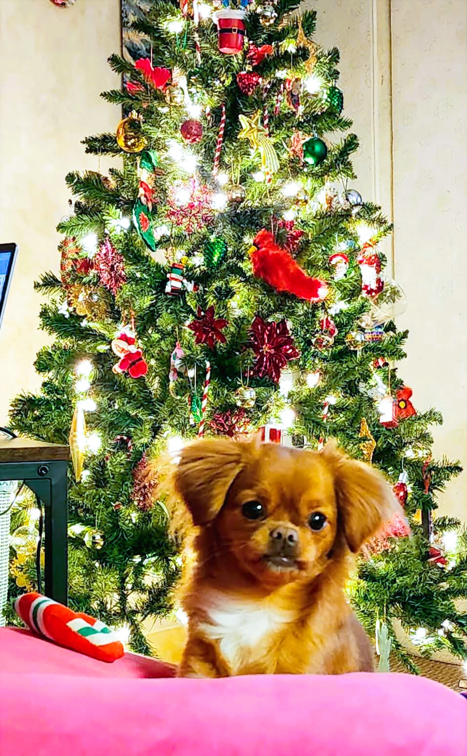 Christmas Ginger.jpg