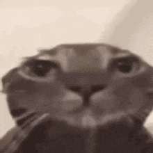 IMG_3271.gif
