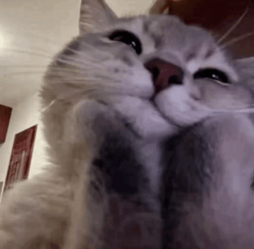 IMG_3273.gif