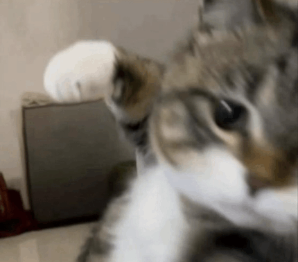 IMG_3275.gif
