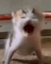 IMG_4104.gif