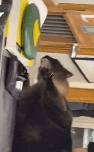 IMG_4378.gif