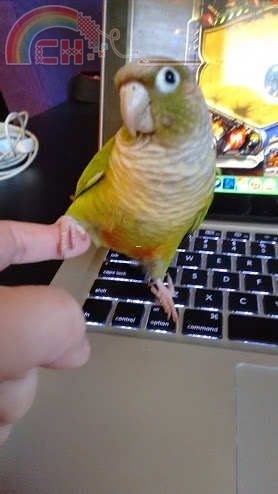 My pet bird.