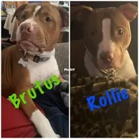 Pet Babies