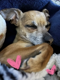 This is my Daisy dog !!
