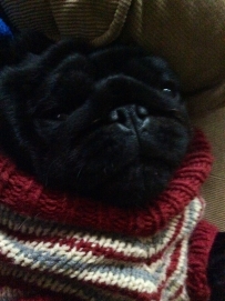 Pugs!