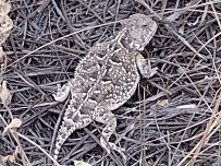My lizard friend!