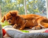 Cute pic of Ginger in the window