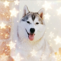 Mi segundo husky siberiano hembra