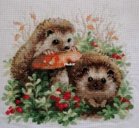 Nice Hedgehogs