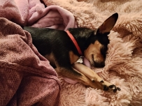 Una hermosa chihuahua ✨💖