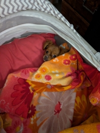 Gingers Bed Time